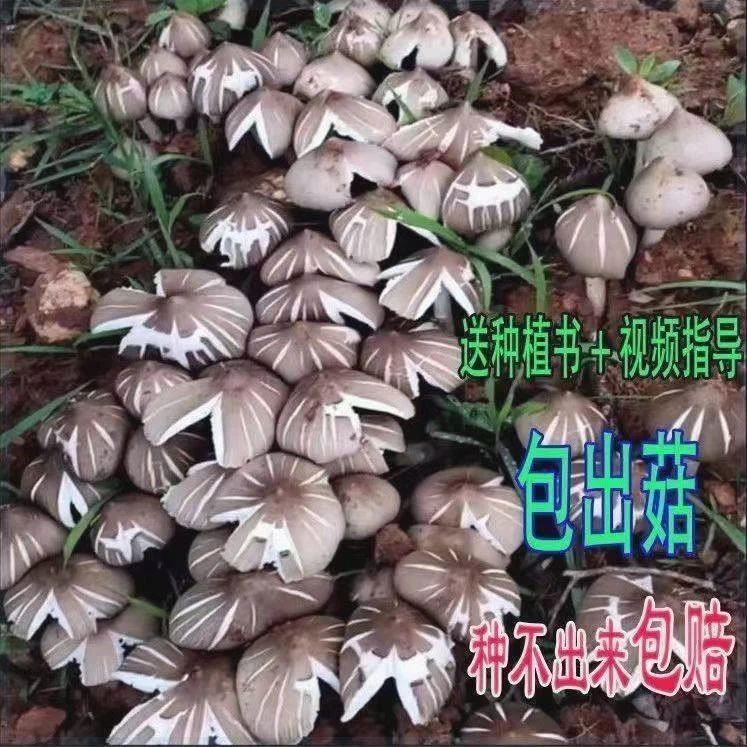 鸡枞菌菌种可食用斗鸡公自种菌菇包伞把菌黑皮鸡枞菌包蘑菇种植包