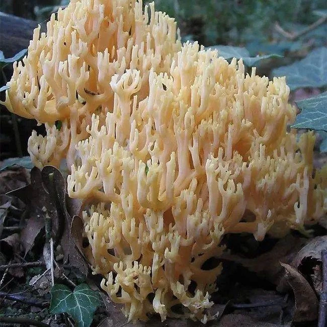 云南珊瑚菌种植菌包菌棒人工菌种四季种植室内阳台盆栽蘑菇种植包