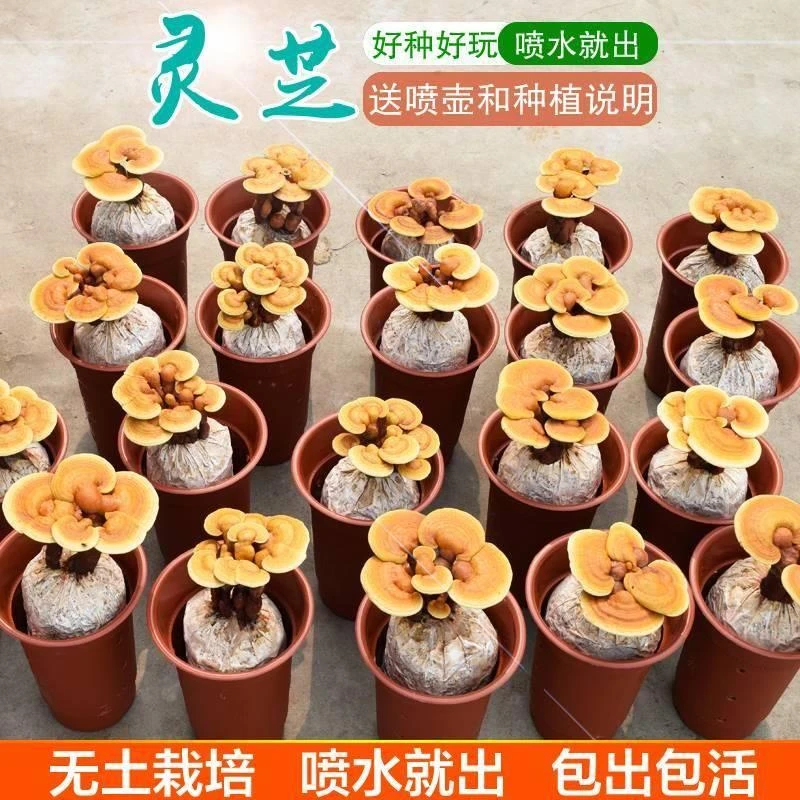 灵芝菌种食用观赏活体菌包盆景盆栽灵芝灵芝种植灵芝苗蘑菇种植包