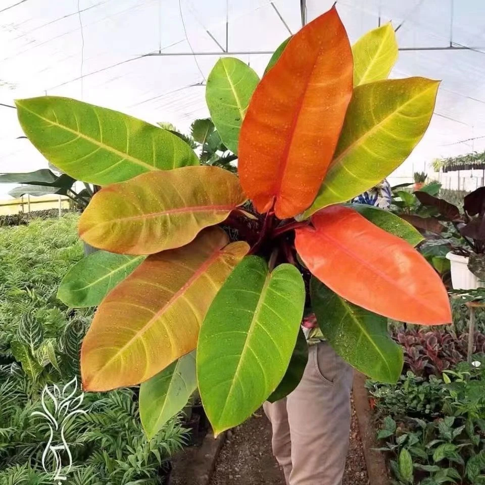 旭日东升橙王子阳光帝王蔓绿绒室内绿植办公室盆栽客厅植物可水培