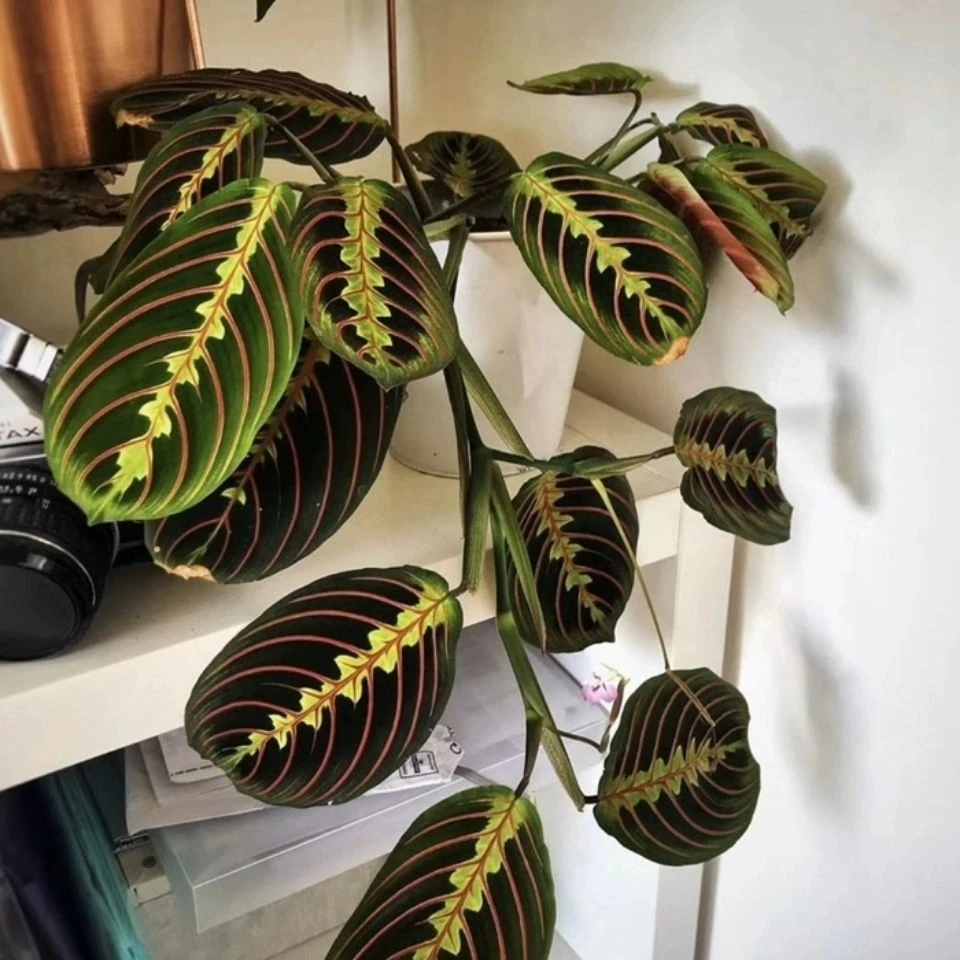 叶蝉竹芋室内观叶绿植垂吊花卉盆栽耐阴红脉豹纹水培植物桌面美观