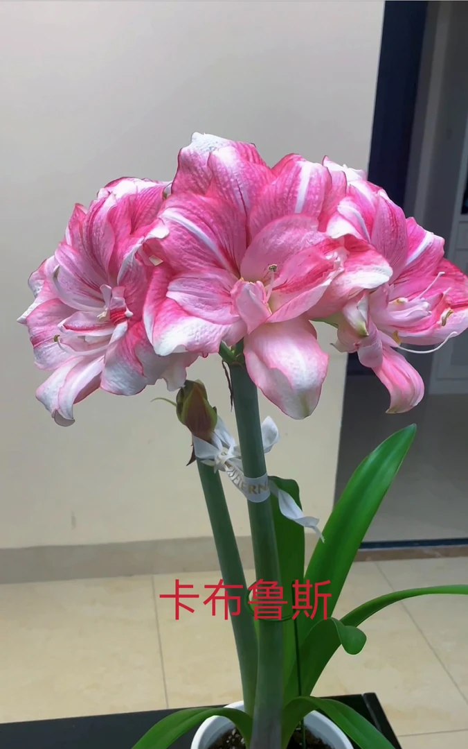 绿植秘鲁朱顶红 卡布鲁斯品种尺寸6+