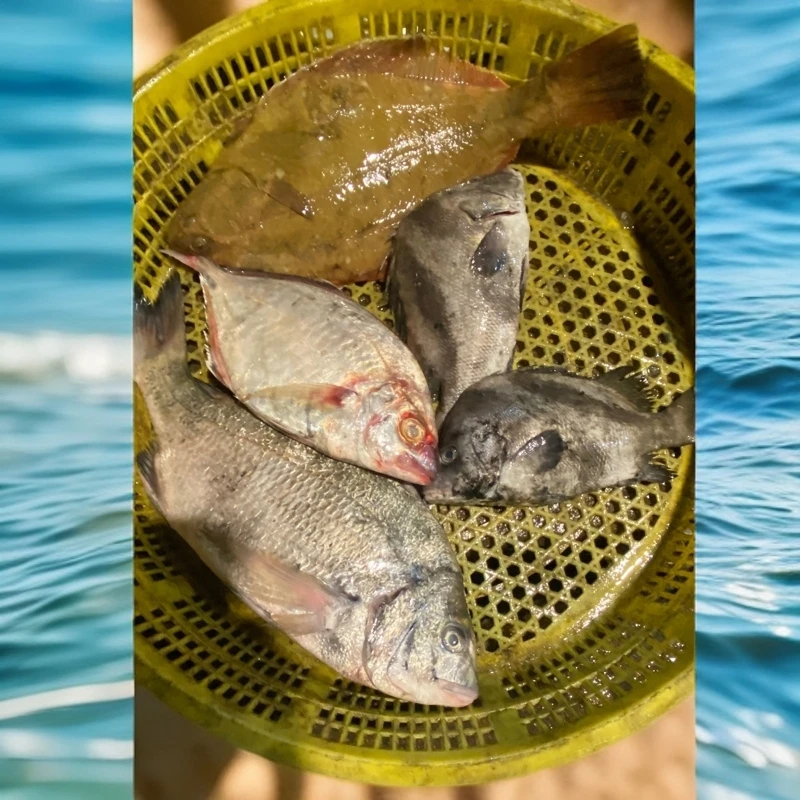 连云港 海头发货 鲜活 速冻 海杂鱼  清蒸红烧