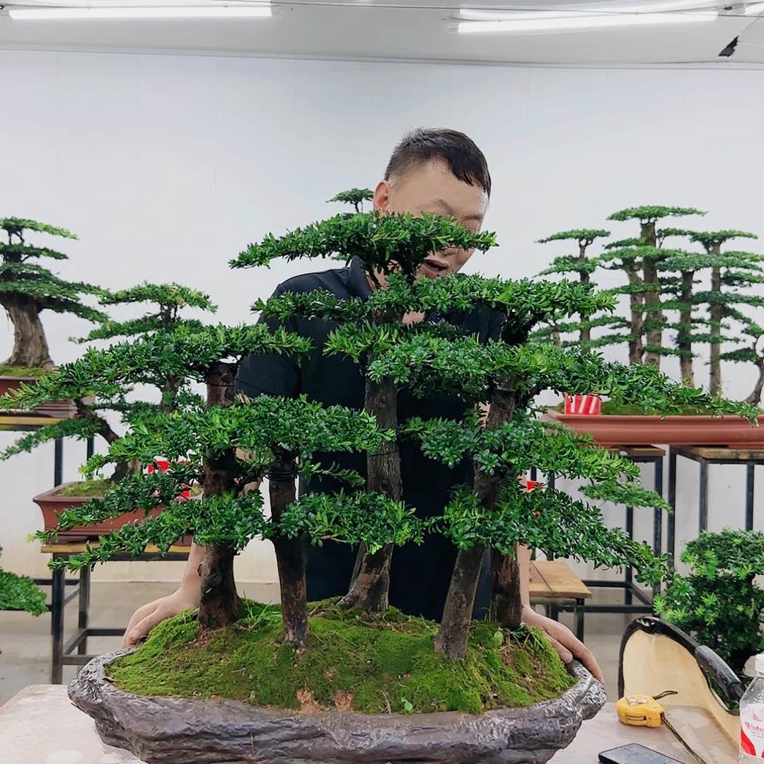 安*盆景制作过程非常