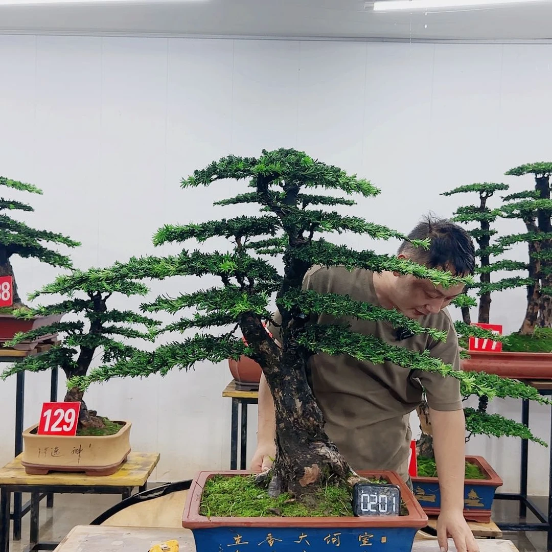 新*吴盆景制作过程非常