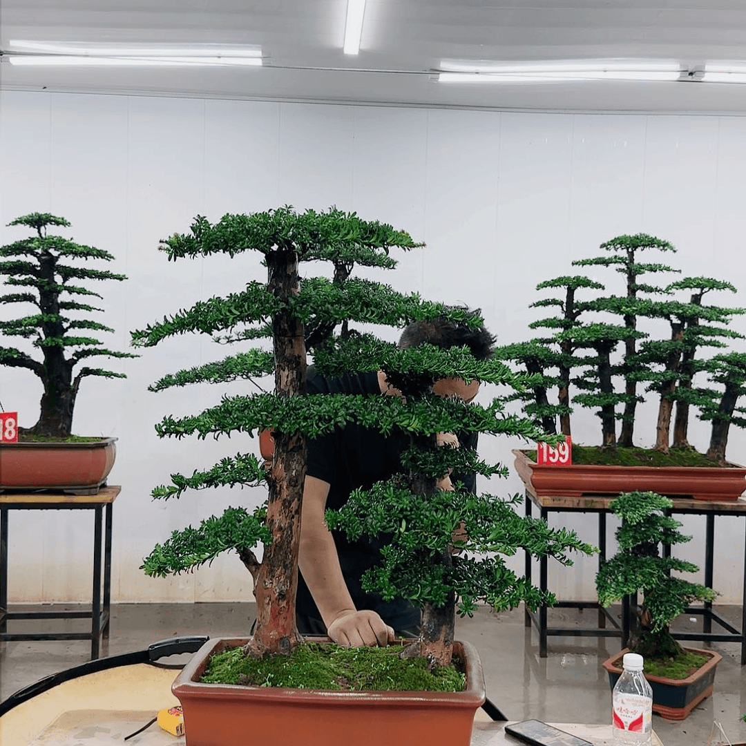 盆景制作过程非常