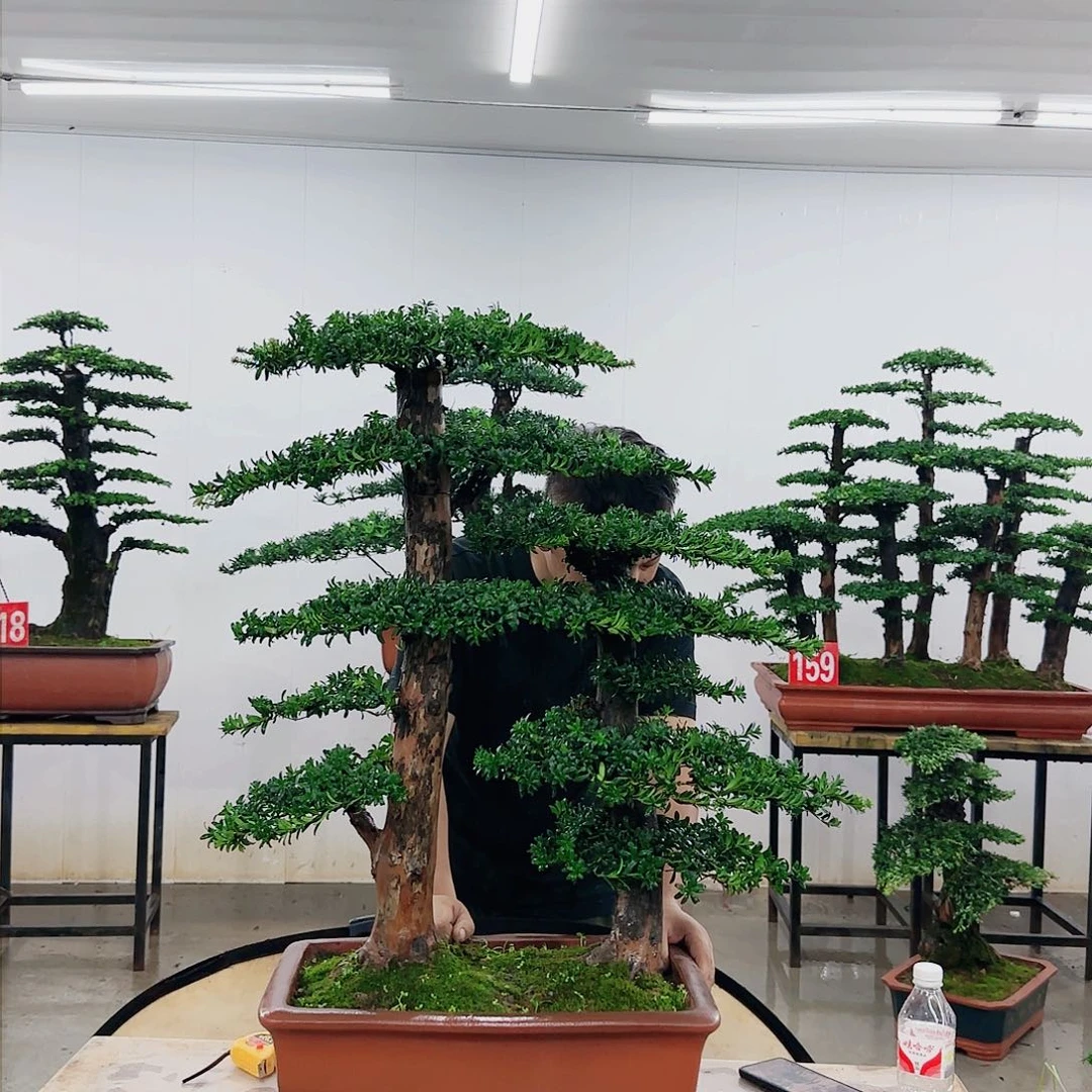 壹*盆景制作过程非常