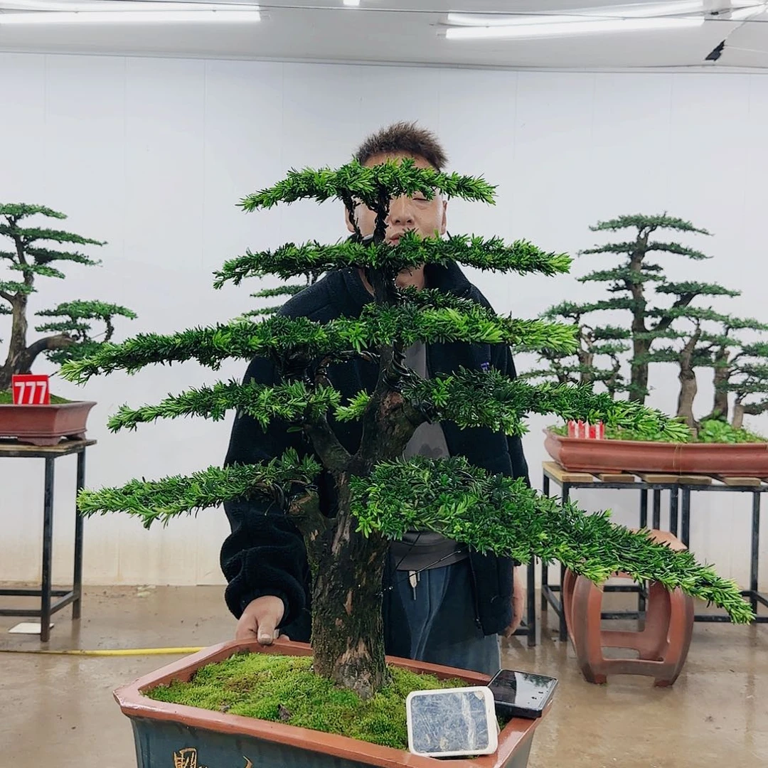 听**歌盆景制作过程非常