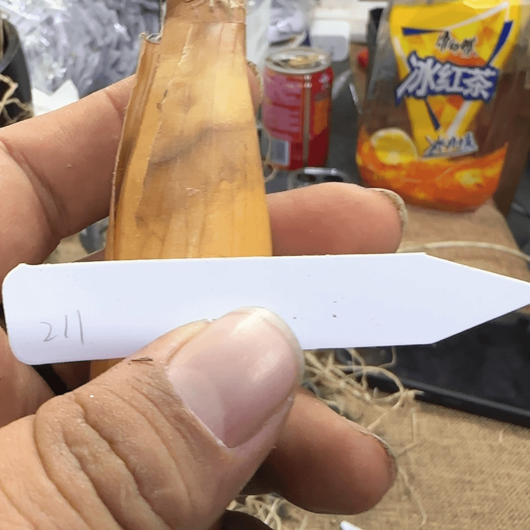 【闪购商品】211巨凤之卵