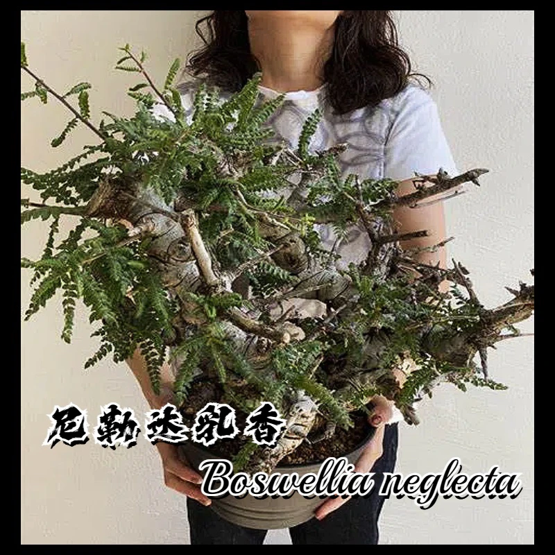 【临安木府】珍奇植物东非奇香尼勒达乳香Boswellia neglecta实生苗
