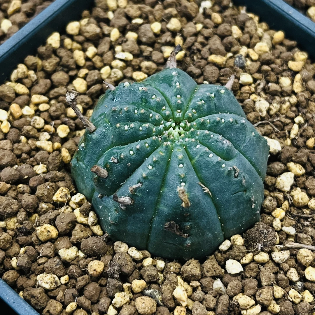 【临安木府】泰系布纹球侧芽自根株尺寸2-2.5cm夏型种块根带盆发货