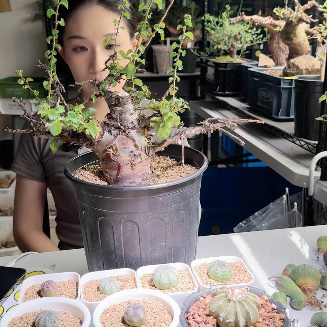 【闪购商品】银销没药橄榄矮霸桩