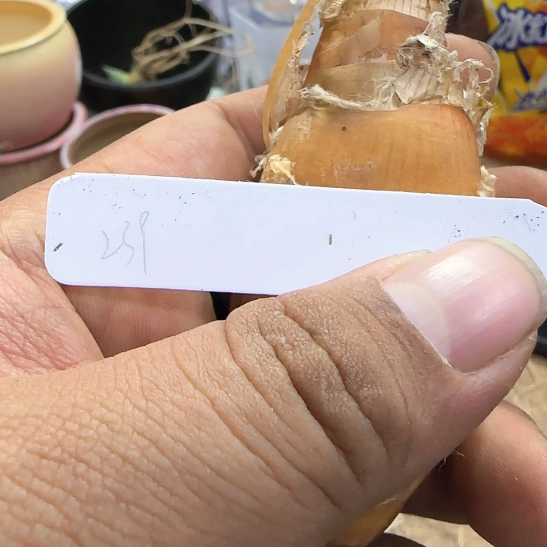 【闪购商品】239巨凤