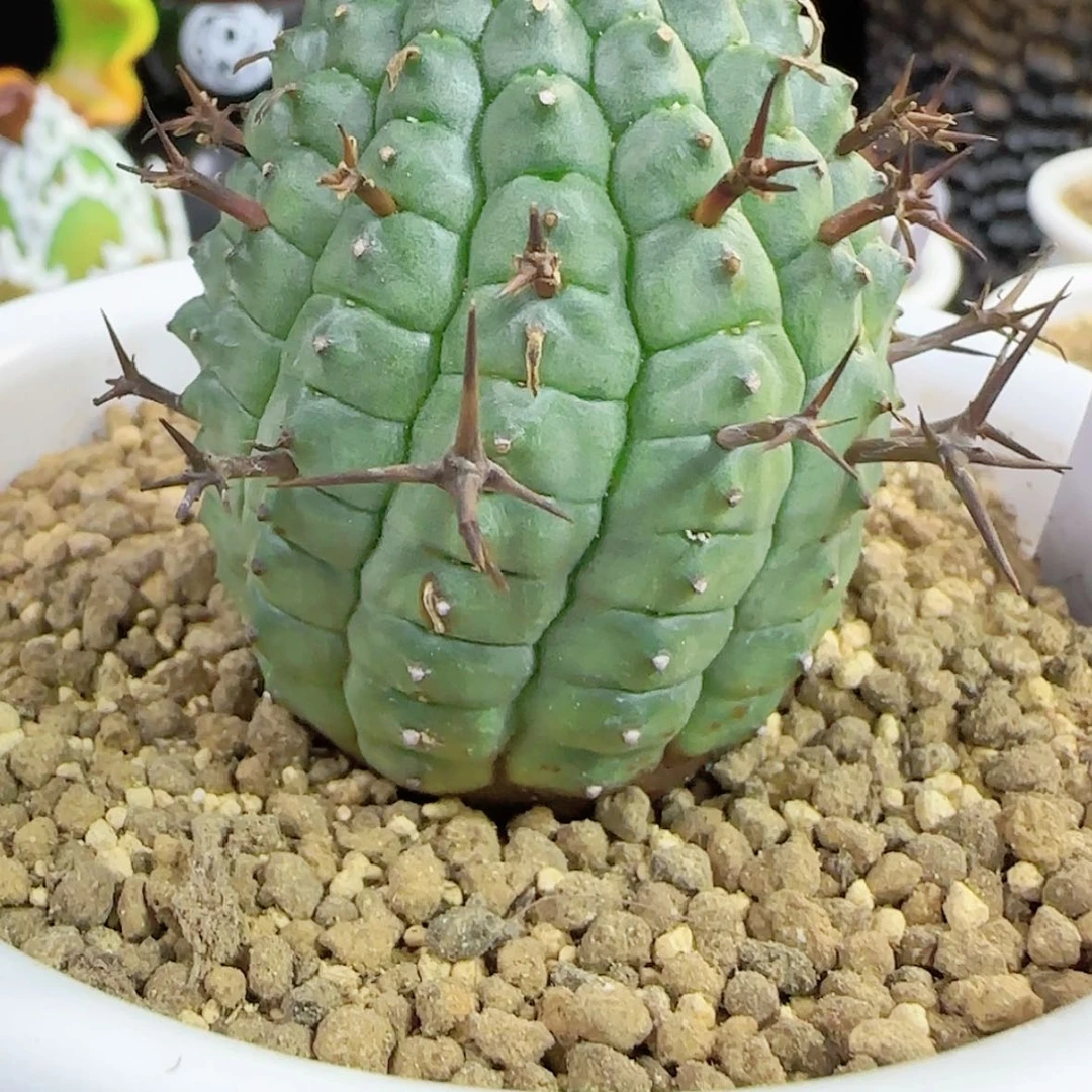 【闪购商品】黑*群星冠