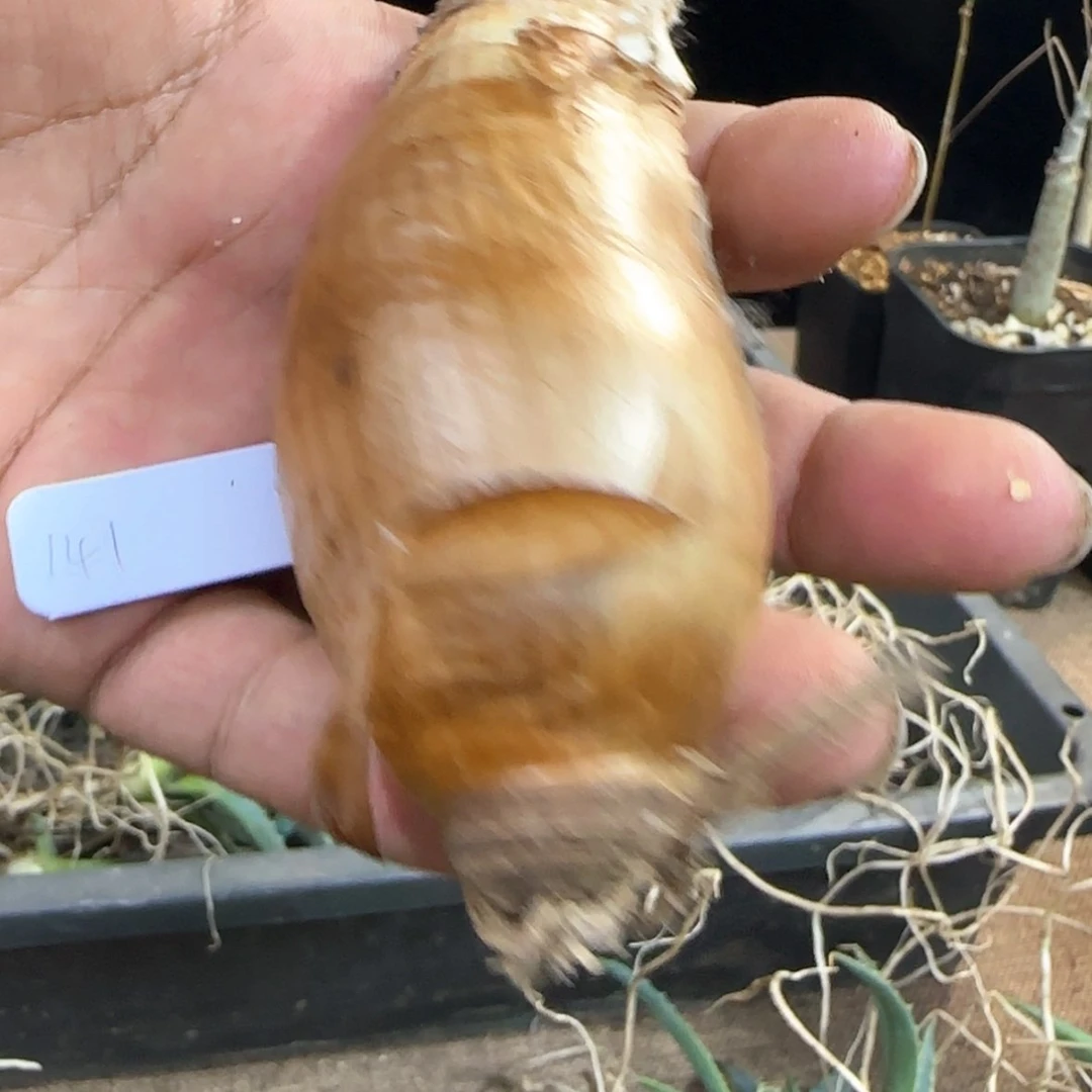 【闪购商品】141巨凤之卵