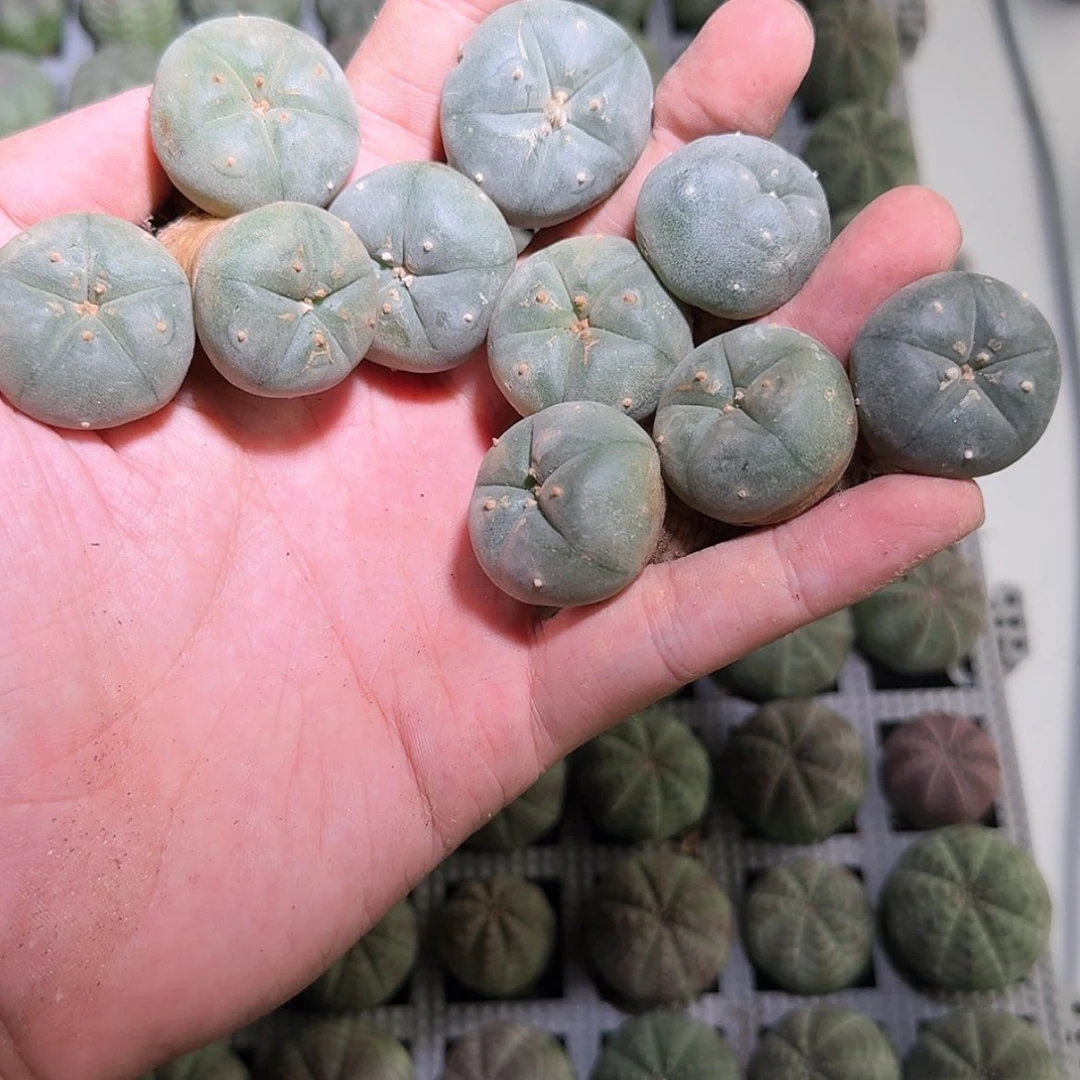 【闪购商品】澄*KK乌 0568