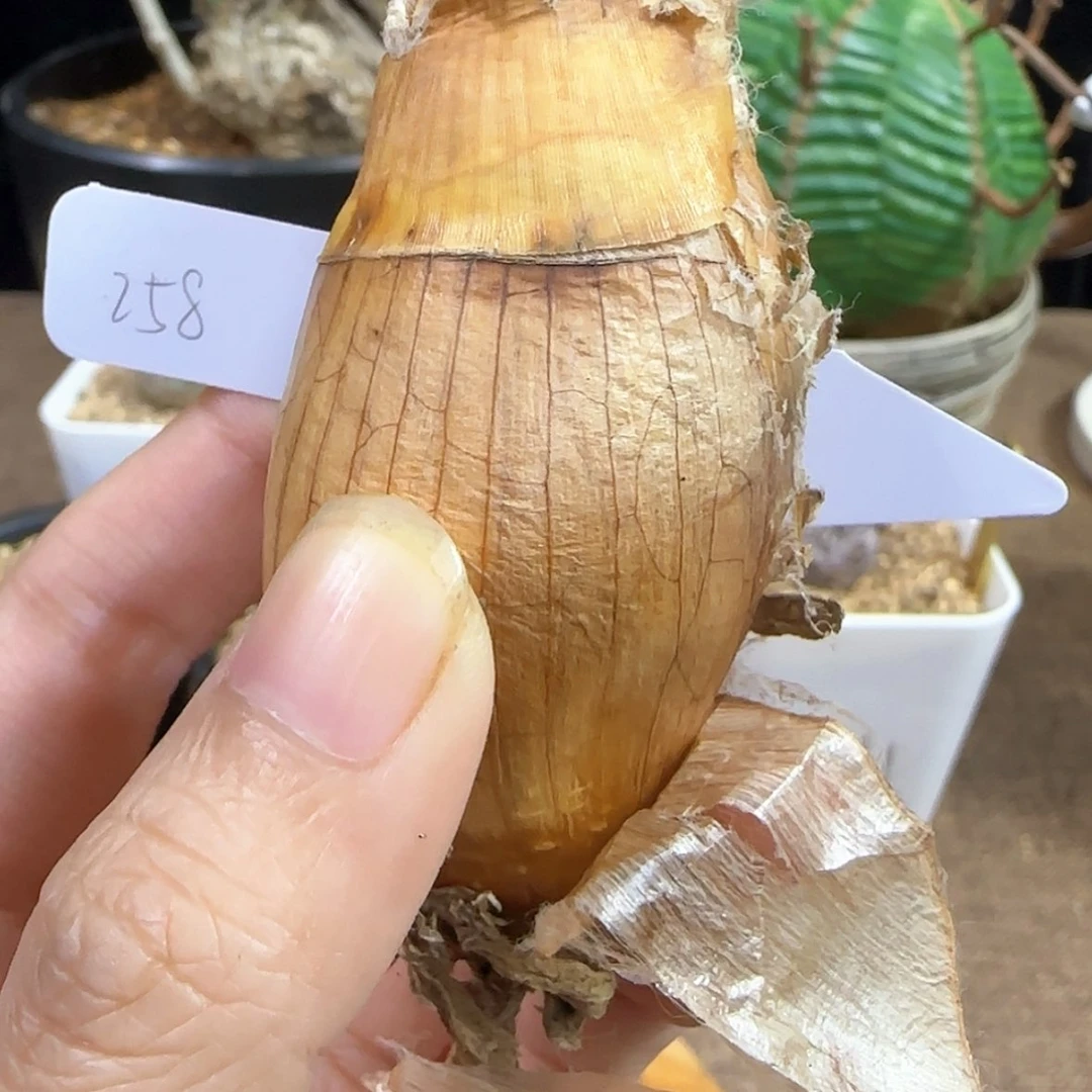 【闪购商品】一**风258巨凤之卵