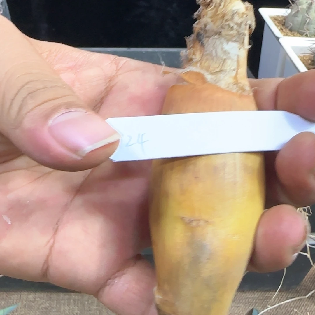 【闪购商品】巨凤之卵124