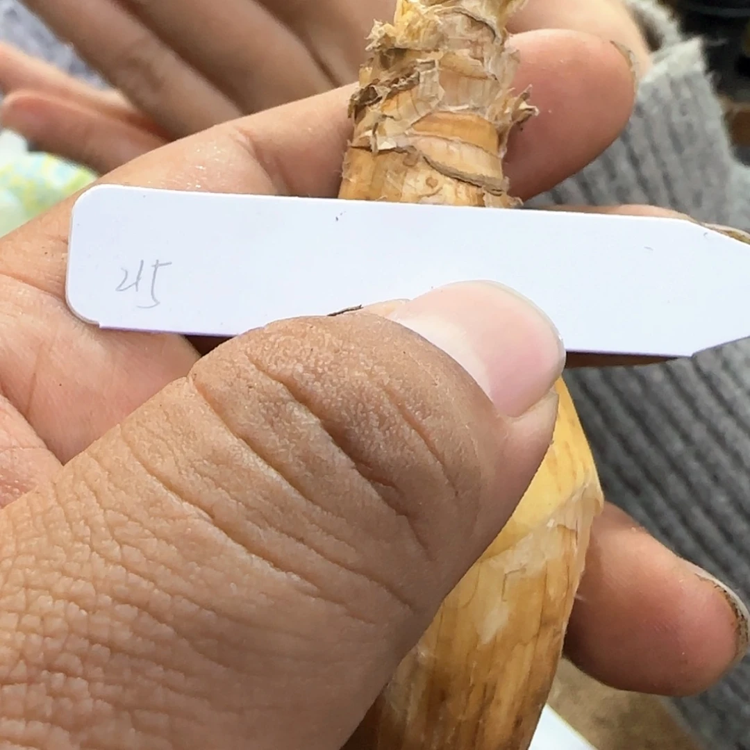 【闪购商品】215巨凤之卵