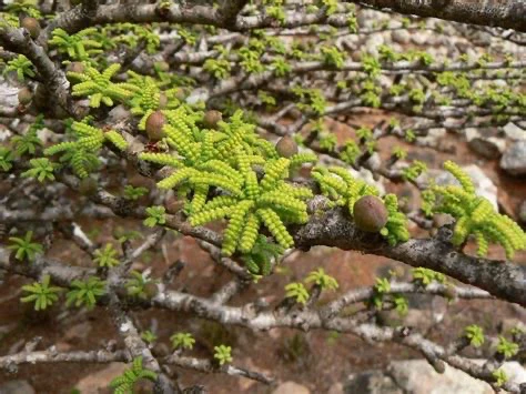 【临安木府】珍奇橄榄泡泡叶橄榄 Commiphora planifrons 扦插株