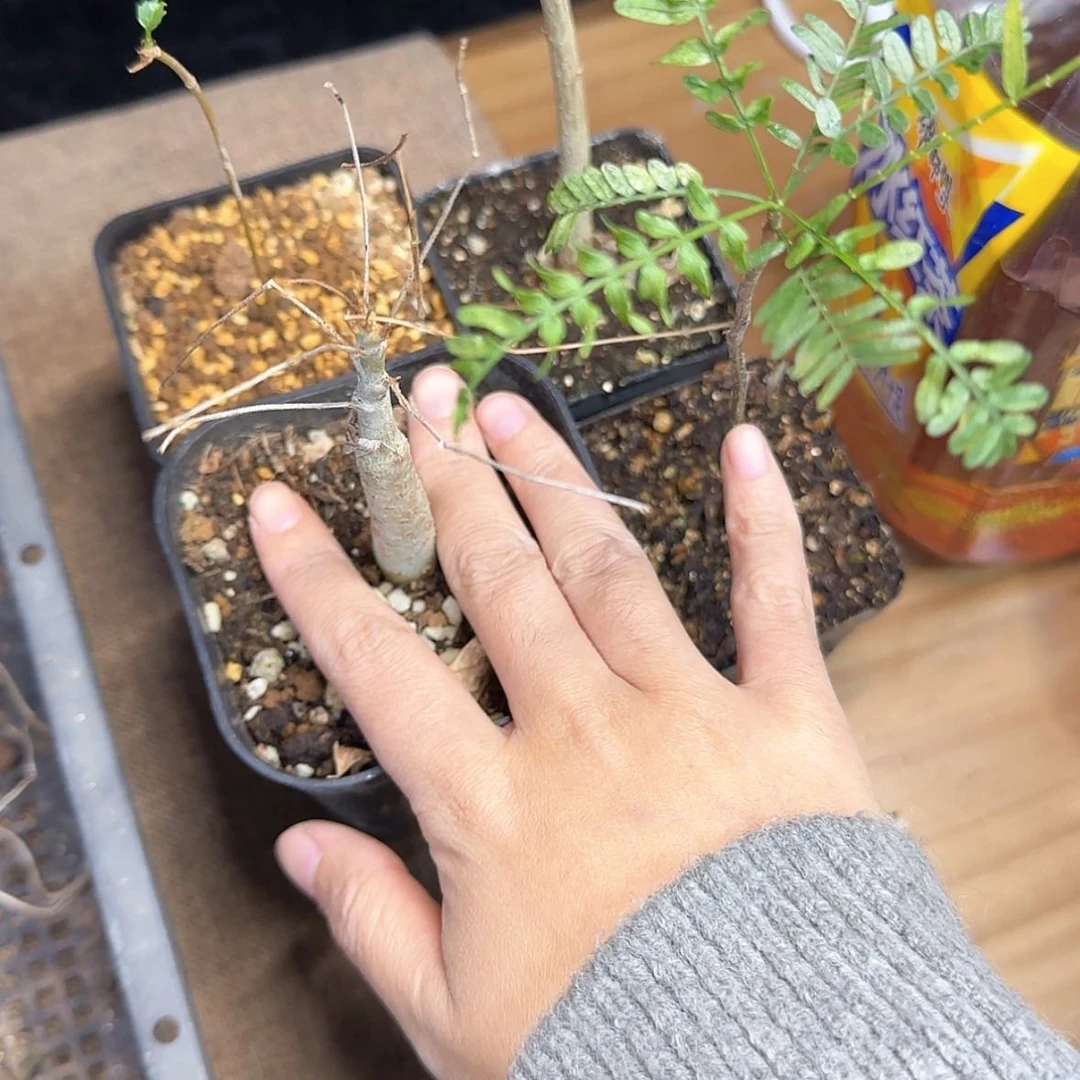 【闪购商品】橄榄套餐