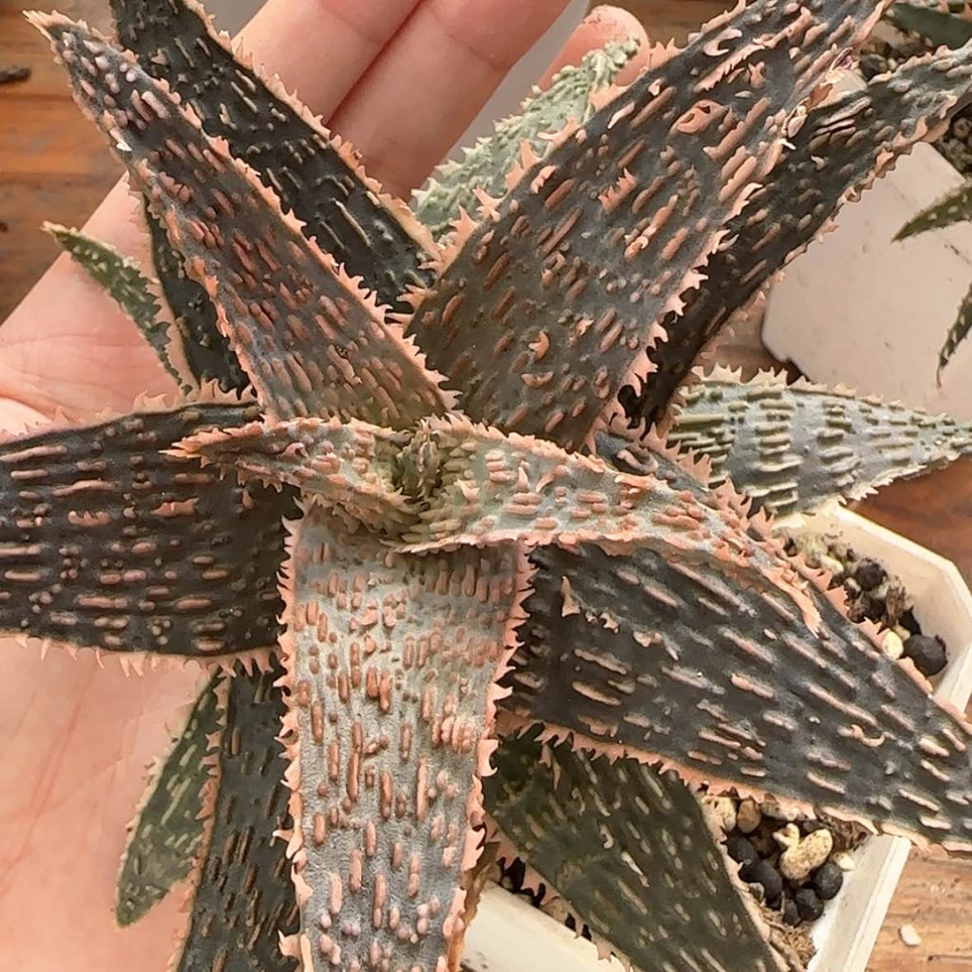 【闪购商品】芦荟9999999