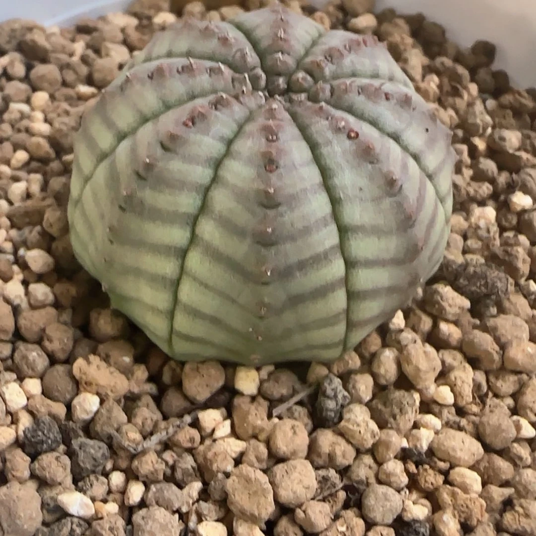【闪购商品】木****m神玉11111111