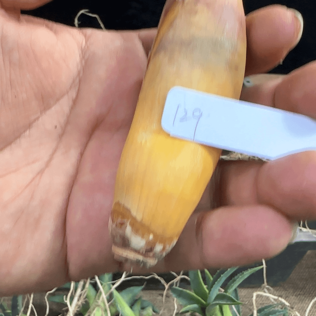 【闪购商品】129巨凤之卵