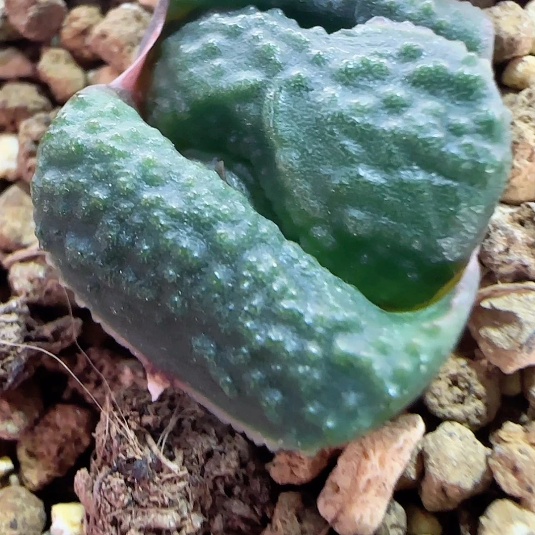 【闪购商品】胖**?A1卧牛锦111