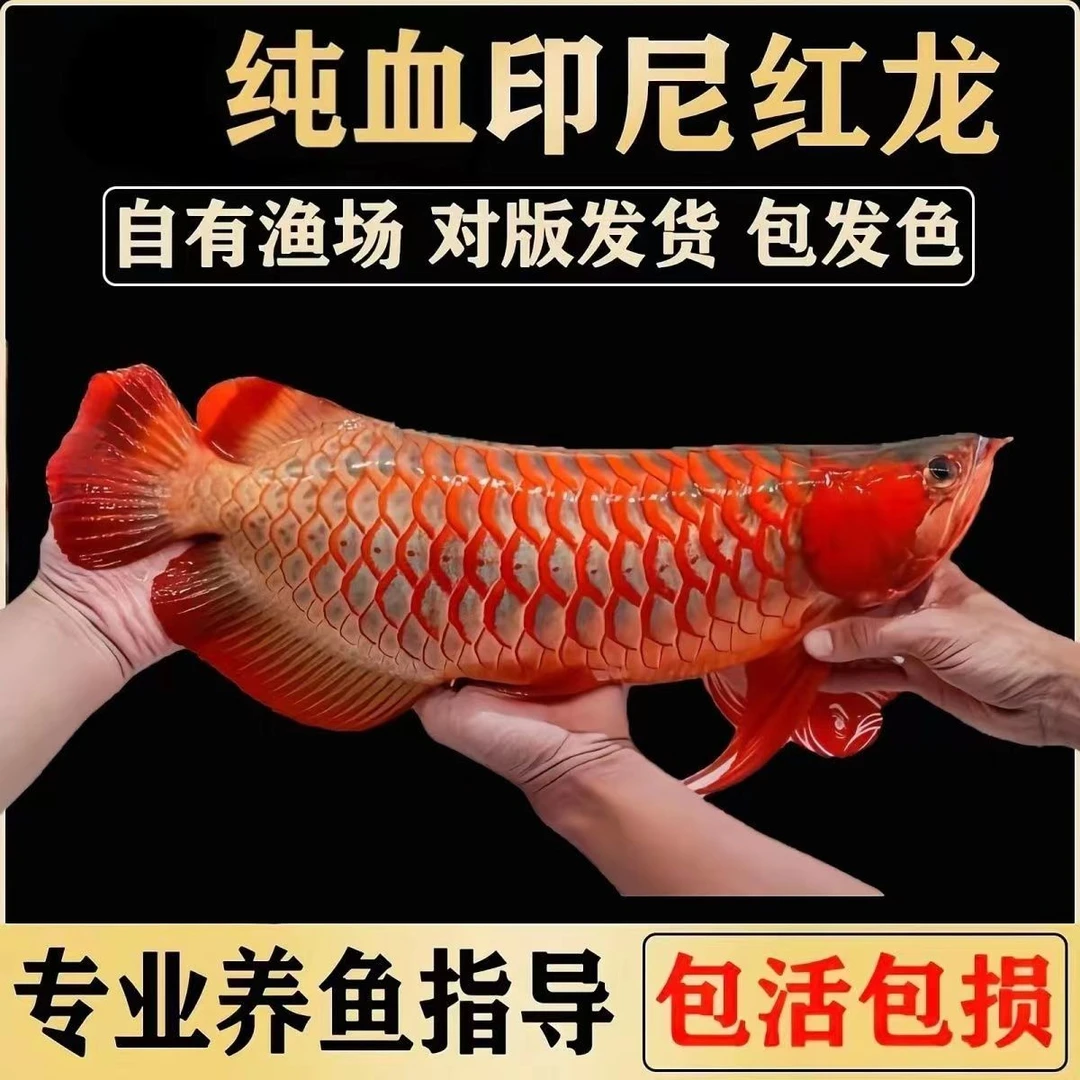 【直播福利】印尼纯血红龙