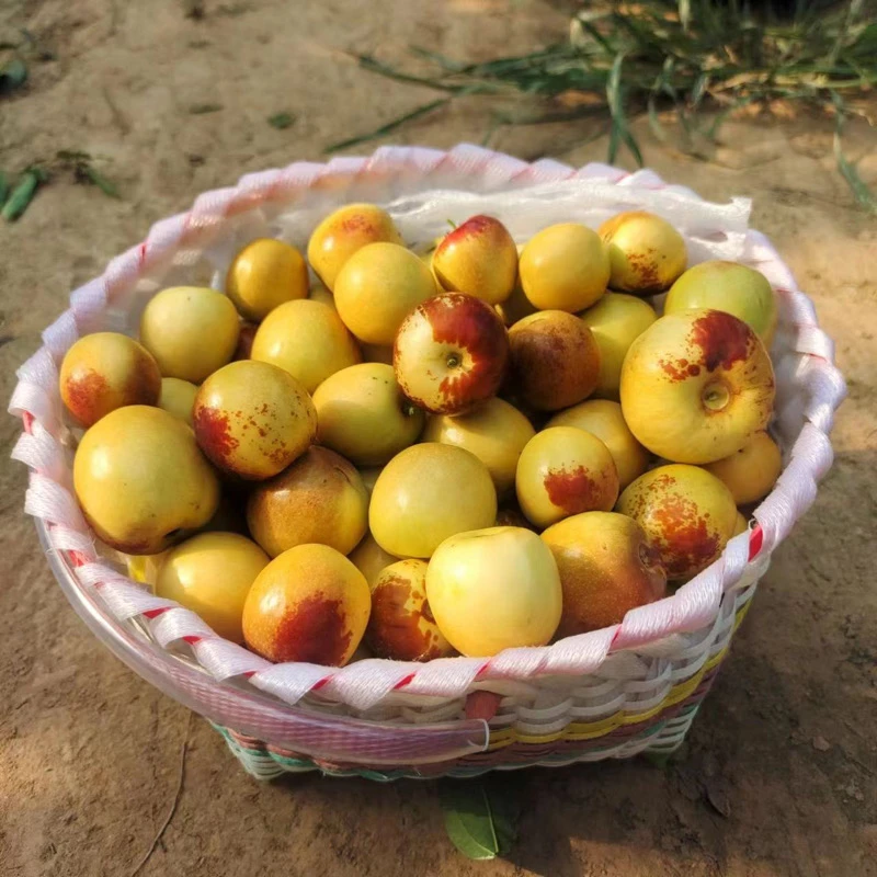 正宗陕西大荔冬枣天然应季孕妇水果现摘现发枣子新鲜大果5斤包邮