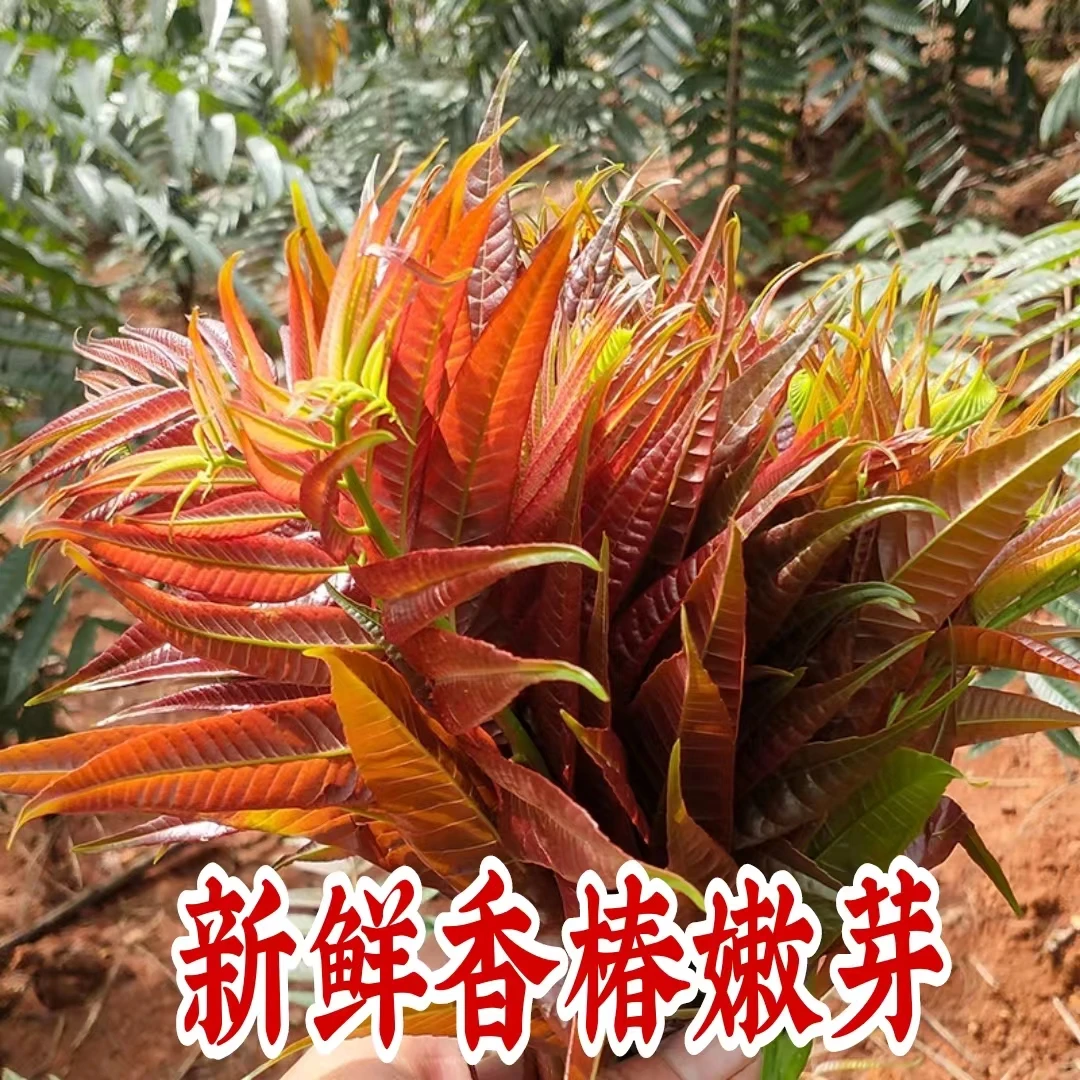 香椿2025年头茬新鲜香椿芽陕西红油香椿农家现摘1斤/2斤/3斤包邮