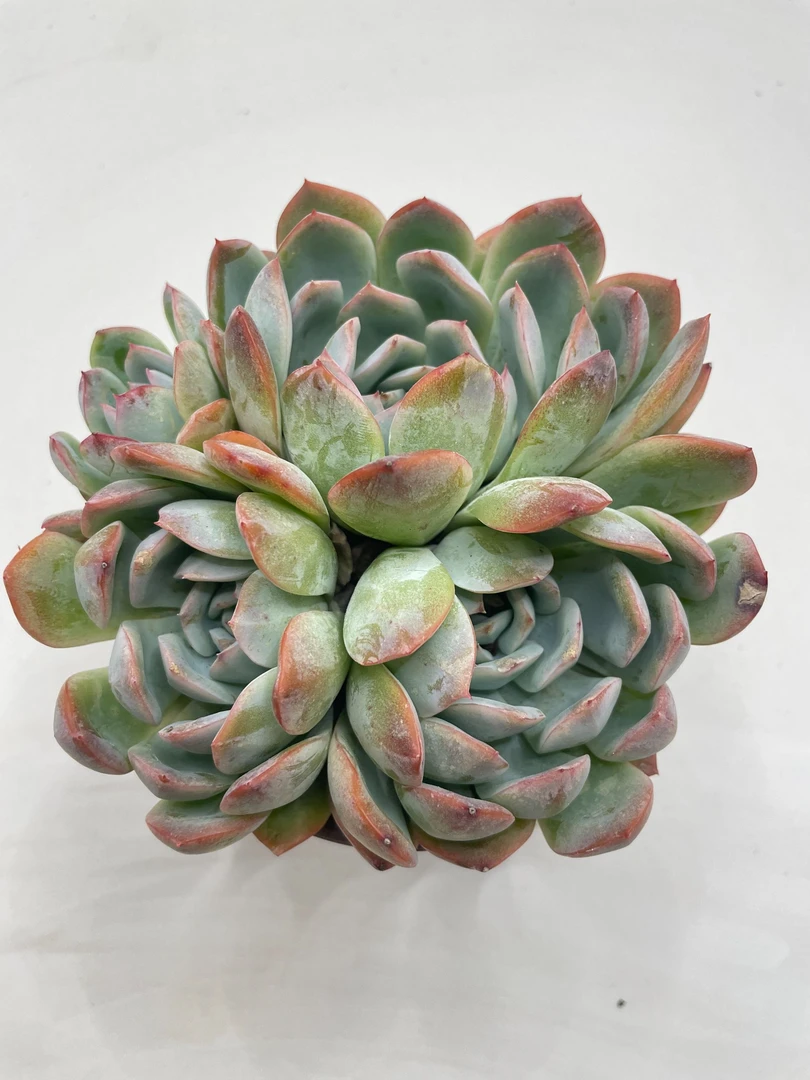 莎莎女王多肉植物云南发货新手好养 满18