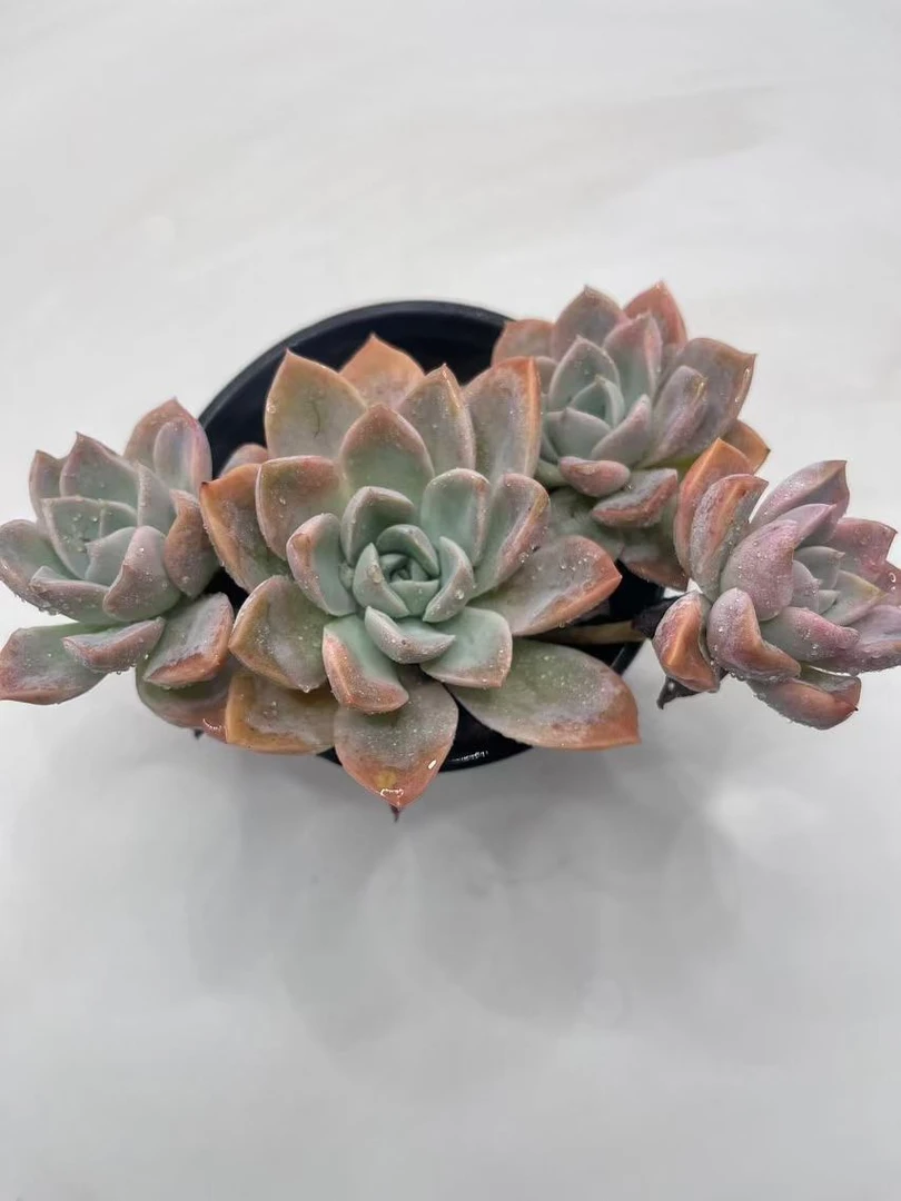 哈里沃森 多肉植物 满19包邮 以直播间展示为准
