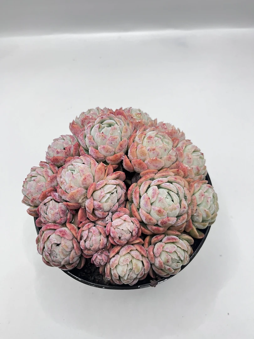 贝瑞多肉植物  满19包邮 以直播间展示为准