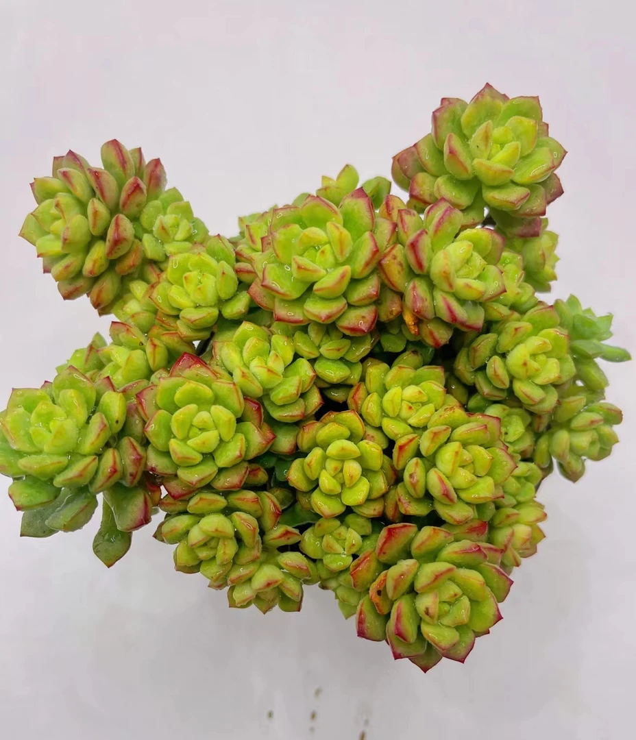 探戈 多肉植物 云南基地直发新手好养活 小树桩 居家必备 神行肉