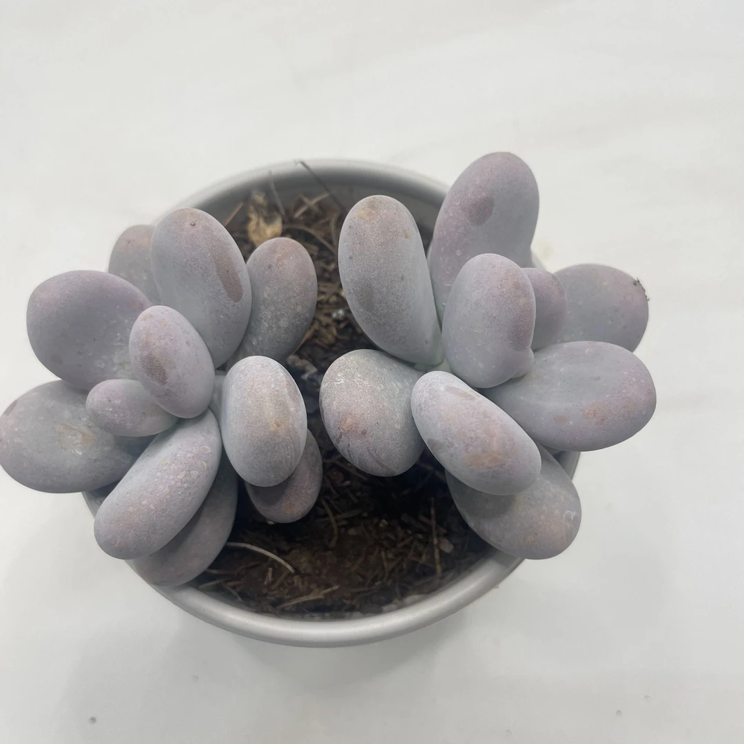 奶酪美人 多肉植物 满19包邮 以直播展示为准