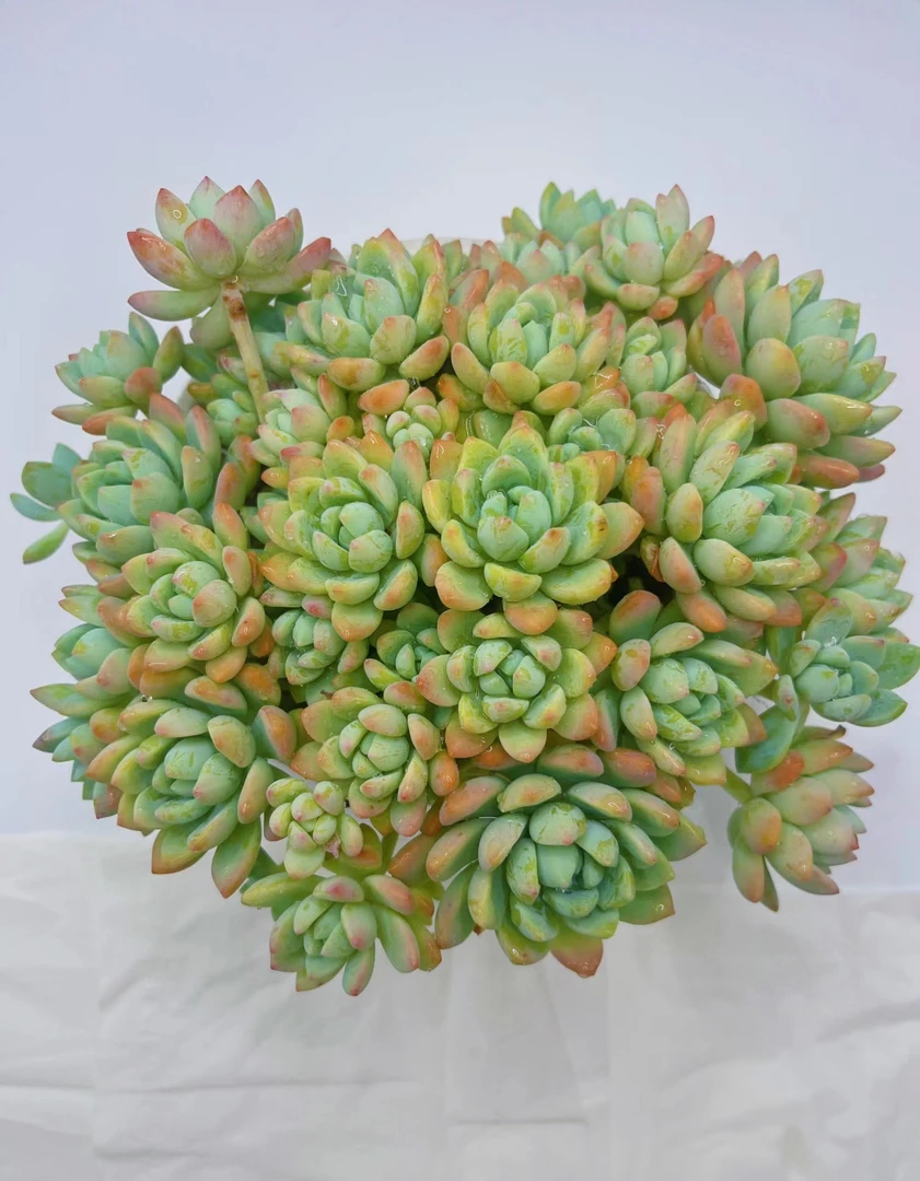 桃酥多肉植物 景天系类 群生萌肉肉 云南直发 新手好养 果冻