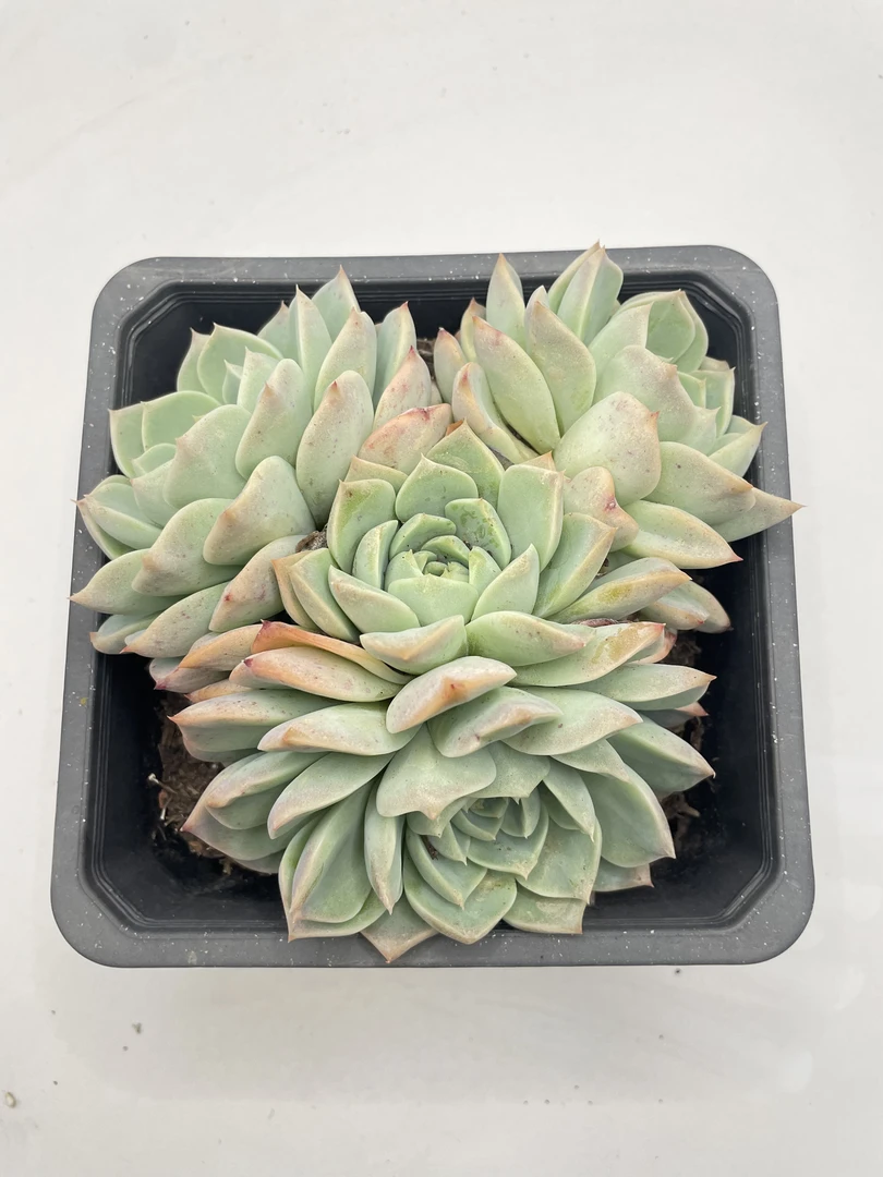 阿尔巴  多肉植物 云南基地直发新手好养 群生