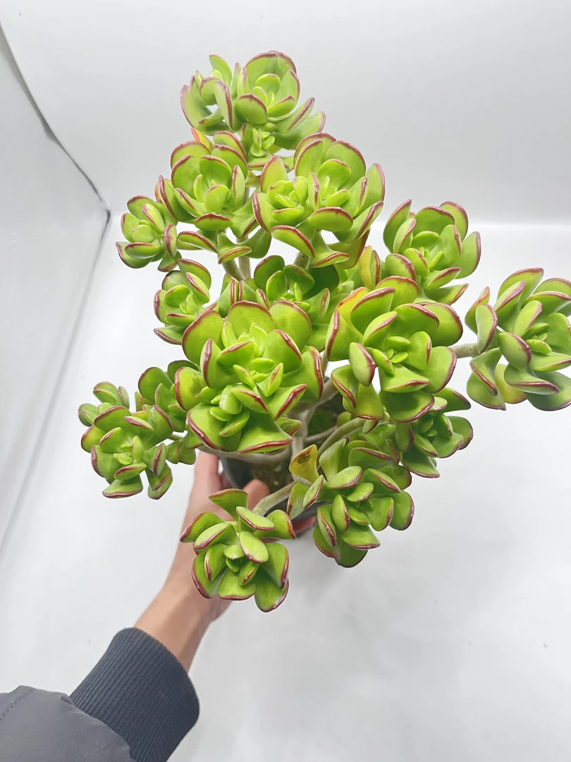 宝珠 多肉植物 云南基地直发 新手好养