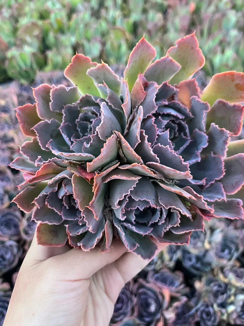晚霞之舞多肉植物 云南直发新手好养