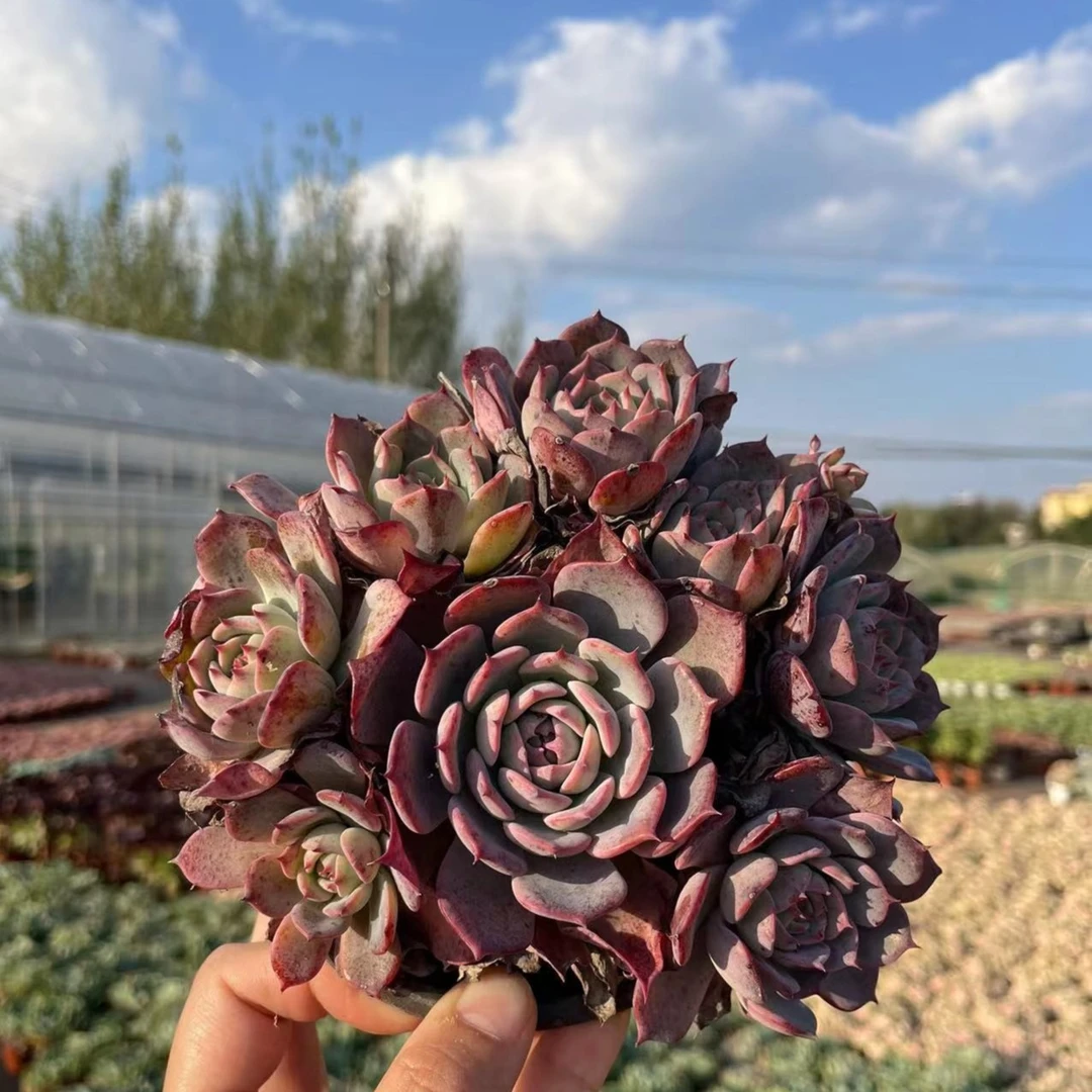 劳伦斯 多肉植物 云南基地直发新手好养活