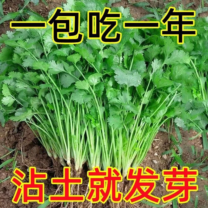 四季小香菜种子阳台室内花盆栽庭院蔬菜种子四季种植香菜籽种子