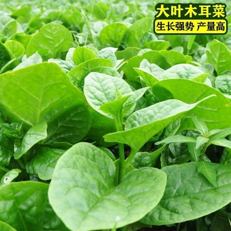 大叶木耳菜种子四季种速生豆腐菜种籽春夏秋阳台盆栽田园蔬菜种子