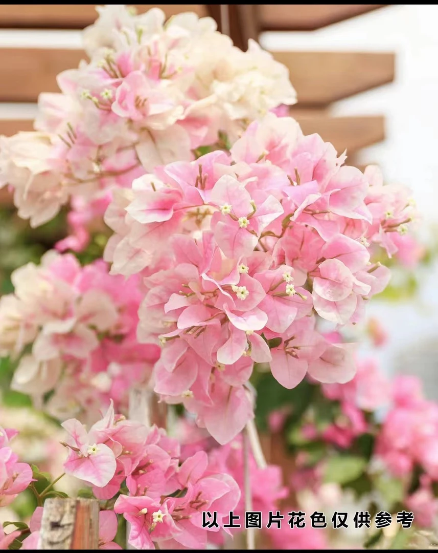 【广红樱】1三角梅四季开花颗爬藤好养勤花不带花