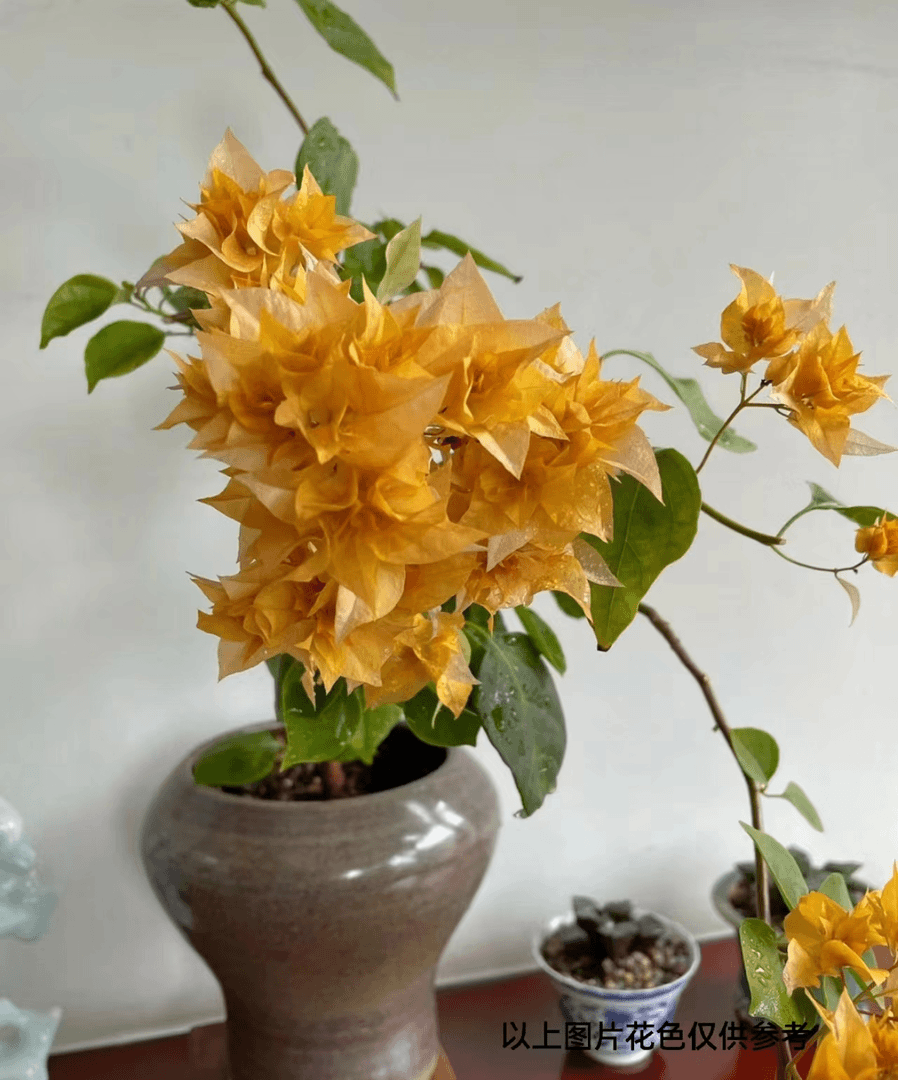 【1苗8.8米.重瓣金】三角梅四季开花颗爬藤阳台庭院好养勤花