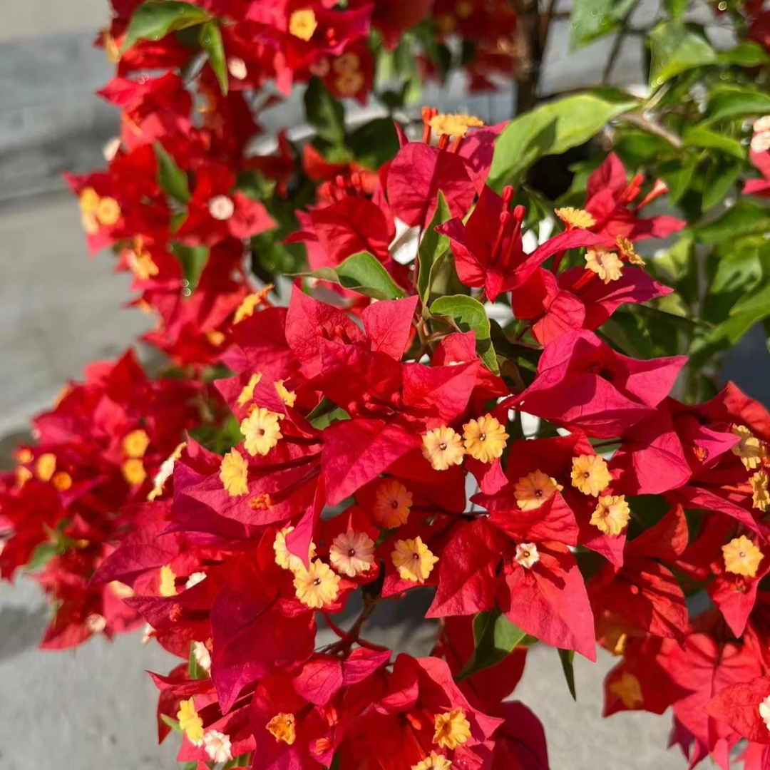 【热火桑巴】三角梅四季开花颗爬藤阳台庭院好养勤花不带花