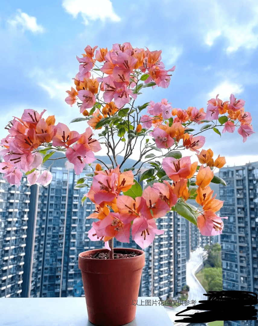 【1苗8.8米..变色龙】三角梅四季开花颗爬藤阳台庭院好养勤花