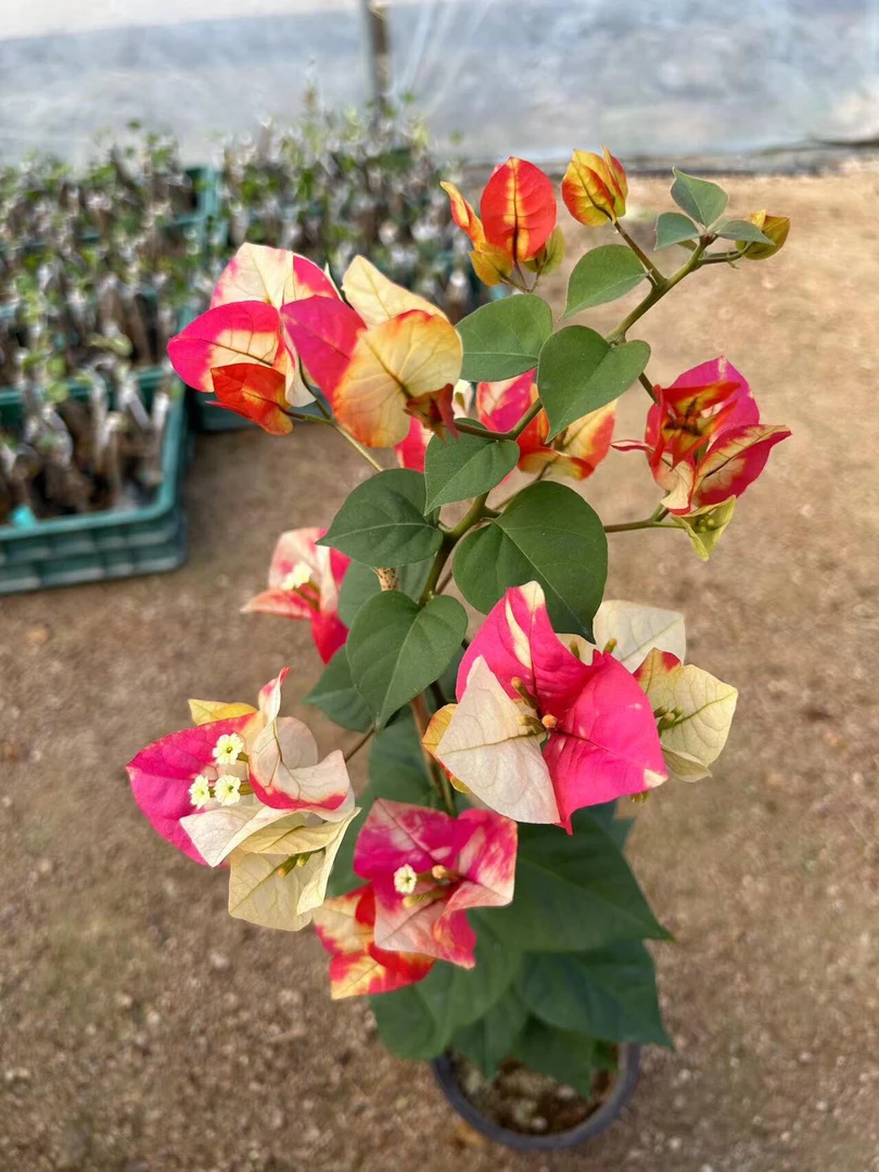 【哪吒】三角梅四季开花颗爬藤好养勤花 不带花