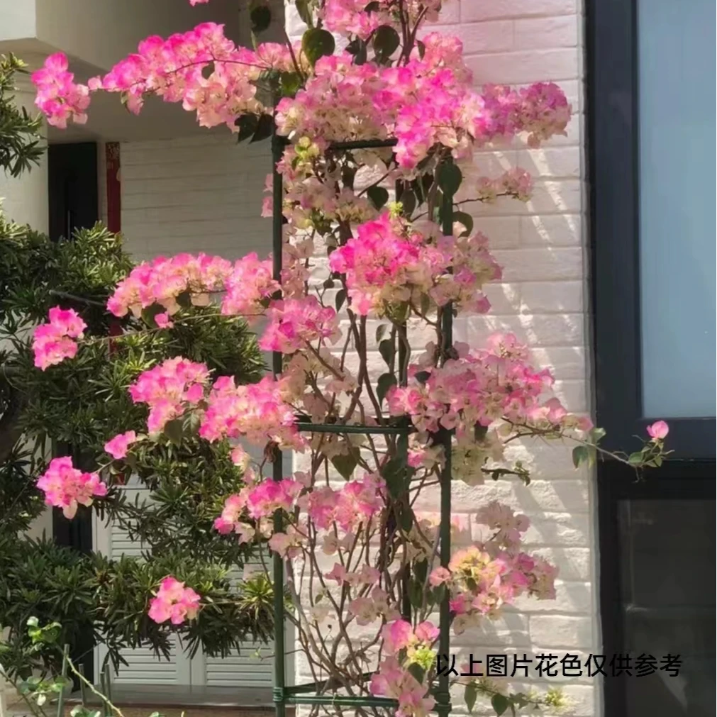 【1苗8.8米.绿樱】三角梅四季开花颗爬藤阳台庭院好养勤花
